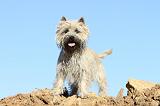 CAIRN TERRIER 310